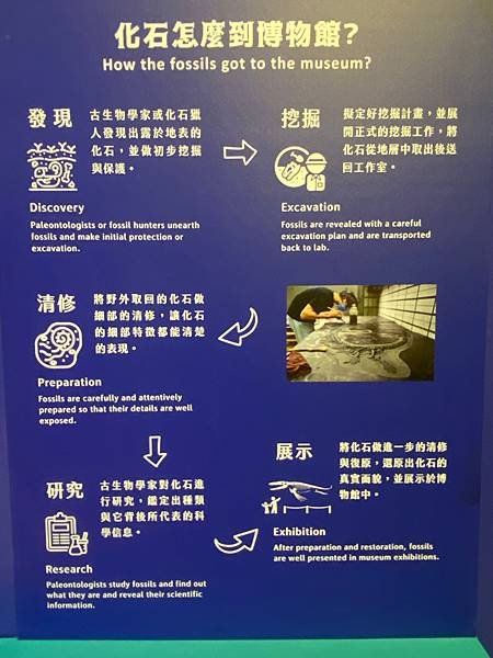 恐龍化石怎麼到博物館的？│水怪-水棲爬行動物化石展