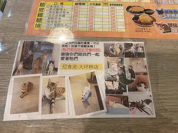  &lt;迎食流咖哩-大坪林店&gt; 不要餵食餐廳貓咪│新店大坪林美食│新北貓餐廳