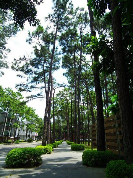 松樹道.jpg