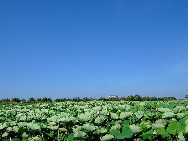 25.超大蓮花田.JPG