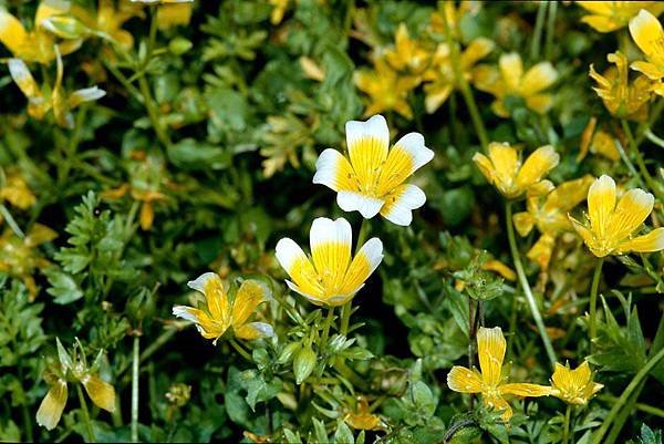 白芒花籽油(黑種草嫩白乳液)