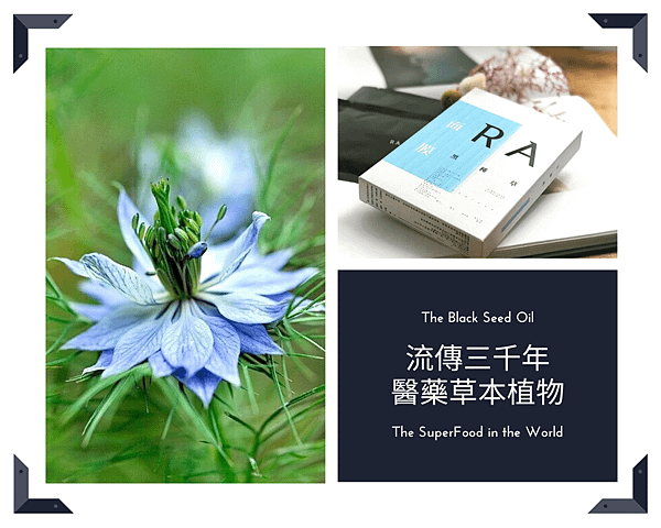 黑種草花(RA黑種草)