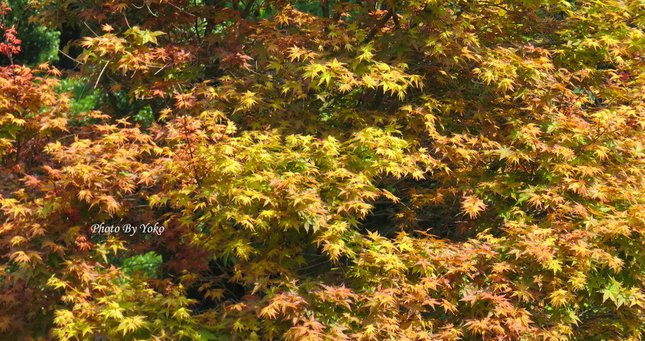 0402010ByYOKO.jpg