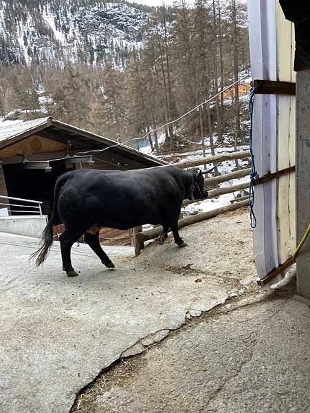 依山-Zermatt 山邊小徑&amp;黑面羊牧場