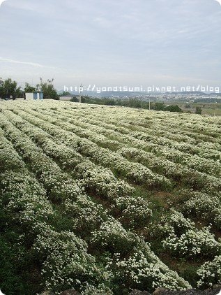 菊花田原來是長這樣