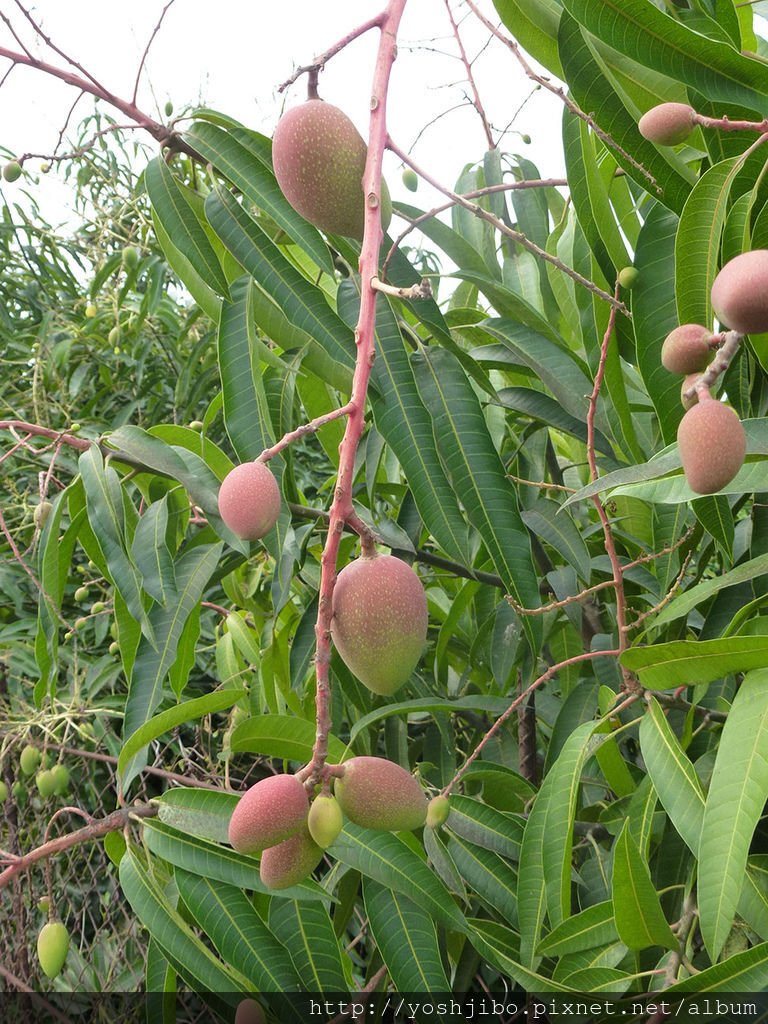 1081