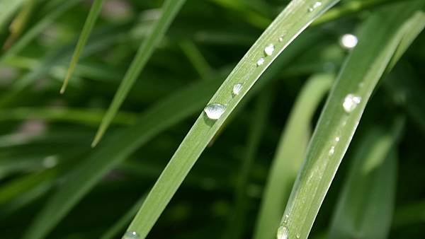 00386_dewdrop_2560x1600