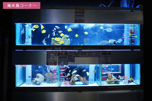 東京泡泡水族花園7