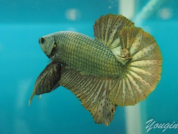 鬥魚比賽10