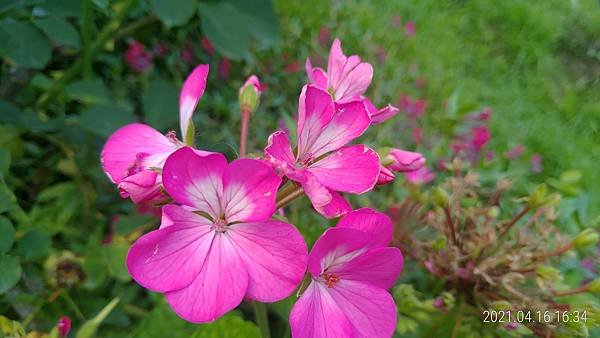 P_20210416_163453.jpg