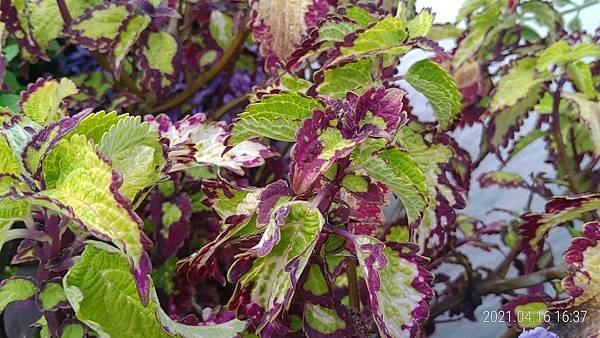 P_20210416_163714.jpg