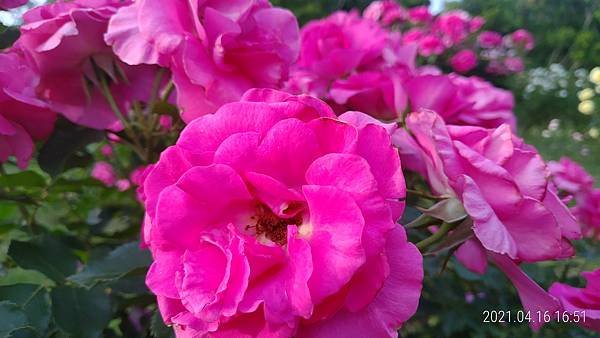 P_20210416_165111.jpg