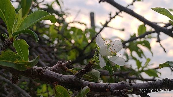 P_20211026_063631.jpg