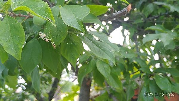 P_20220413_065522.jpg