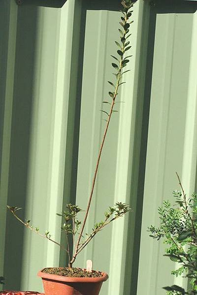 請輸入圖片標題