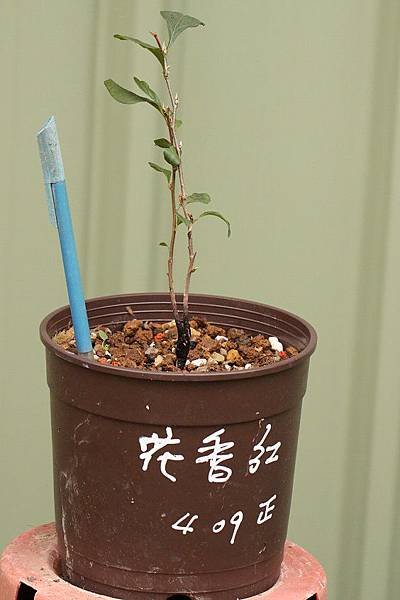 老鴉柿~花香紅