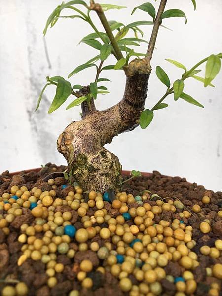 香水梅