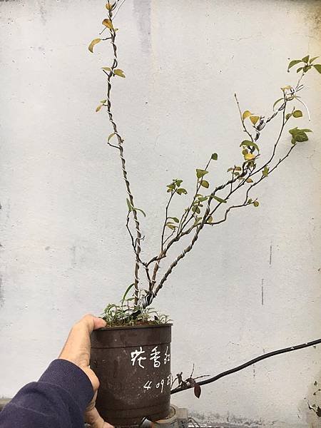 老鴉柿~花香紅