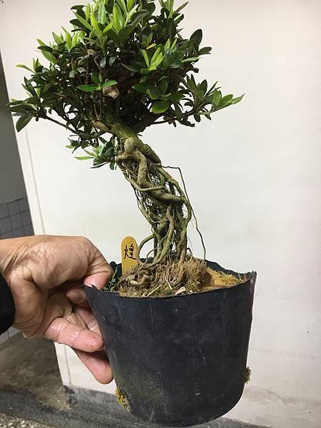 皋月杜鵑~煌(赤芽株)
