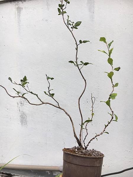 老鴉柿~花香紅