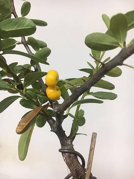 黃果狀元紅(1)