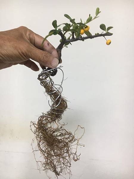 黃果狀元紅(1)
