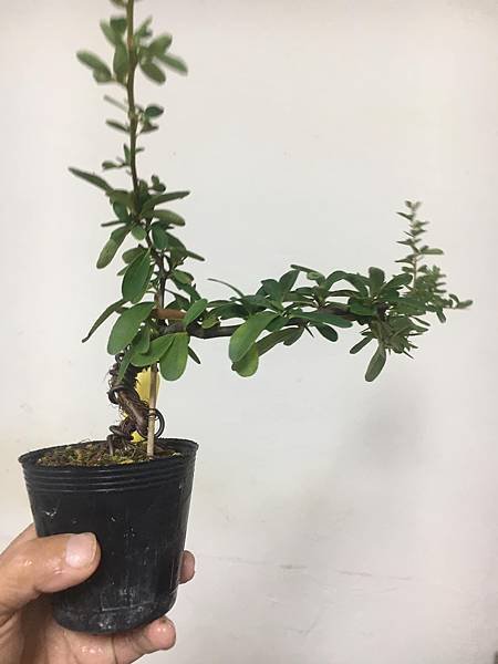 黃果狀元紅(2)