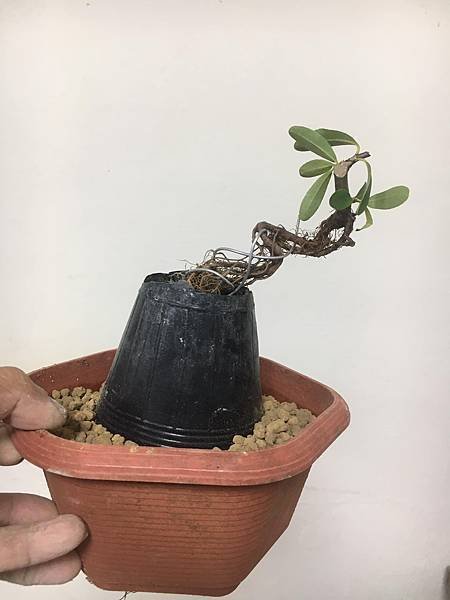 黃果狀元紅(2)