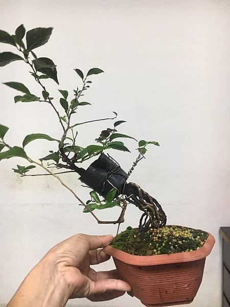 日本紅花野茉莉(紅花齋敦果)