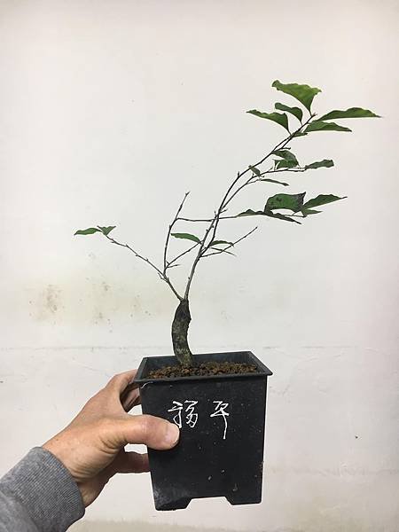 老鴉柿~福平
