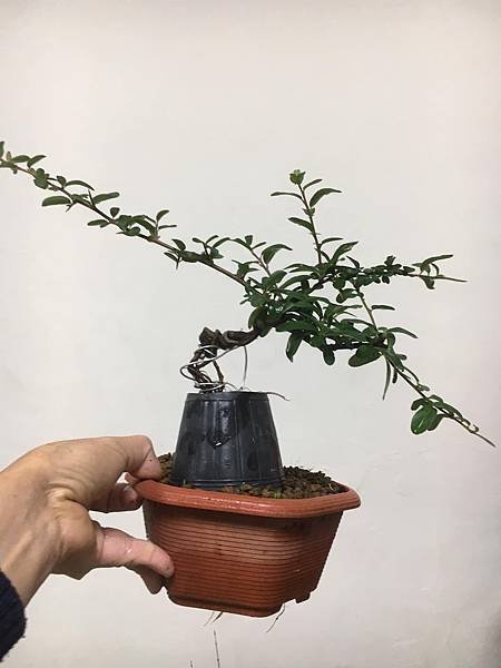 黃果狀元紅(1)