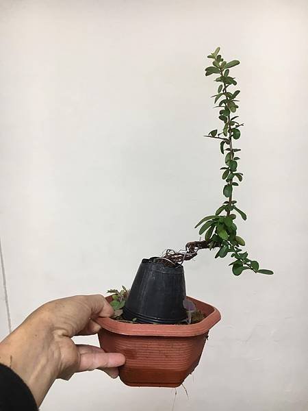 黃果狀元紅(2)