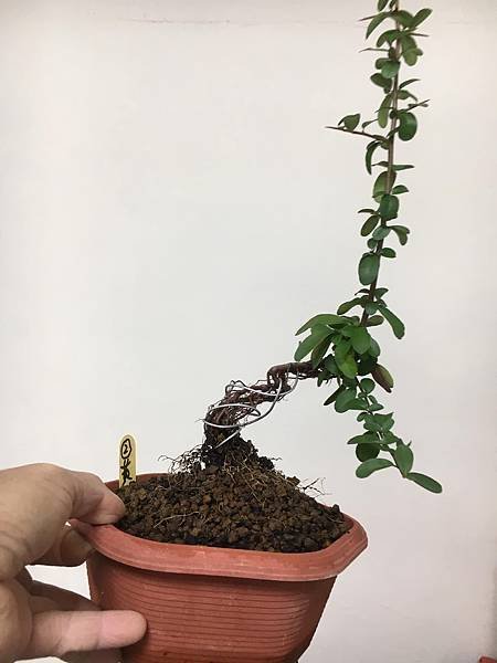 黃果狀元紅(2)