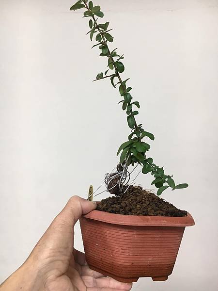 黃果狀元紅(2)