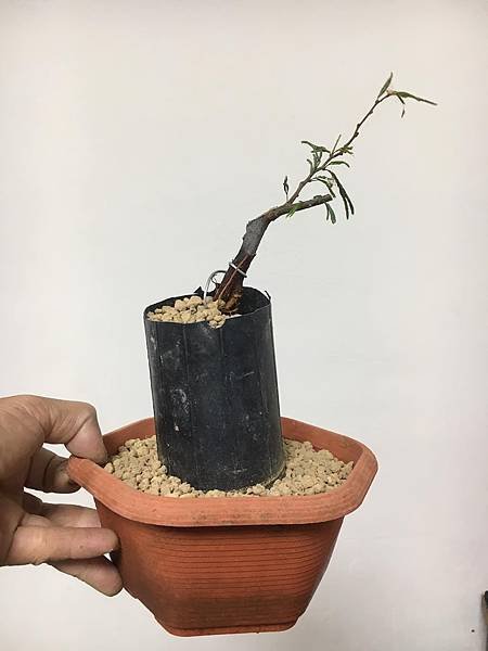 香水粉撲(雙色香水合歡)