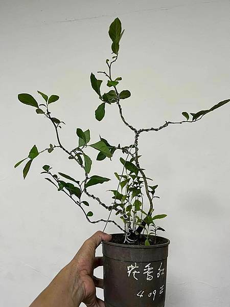 老鴉柿~花香紅