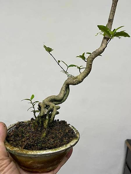 香水梅