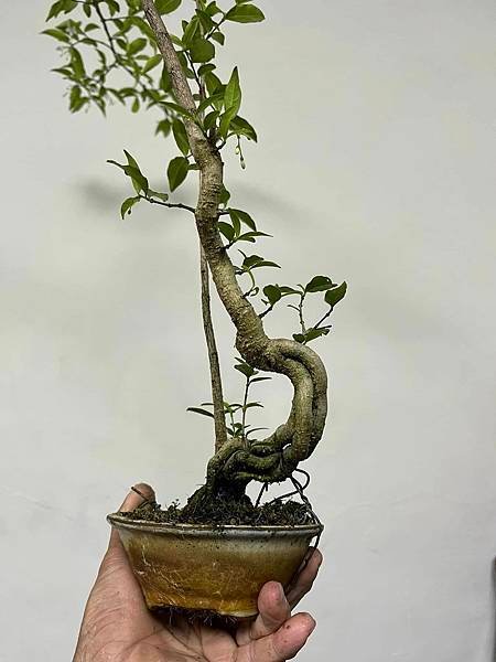 香水梅