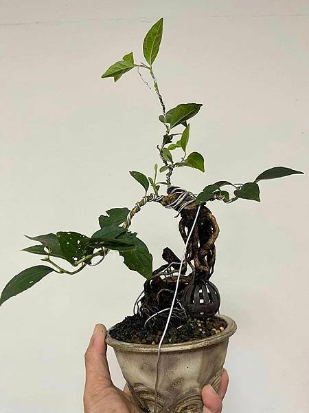 日本紅花野茉莉(紅花齋敦果)