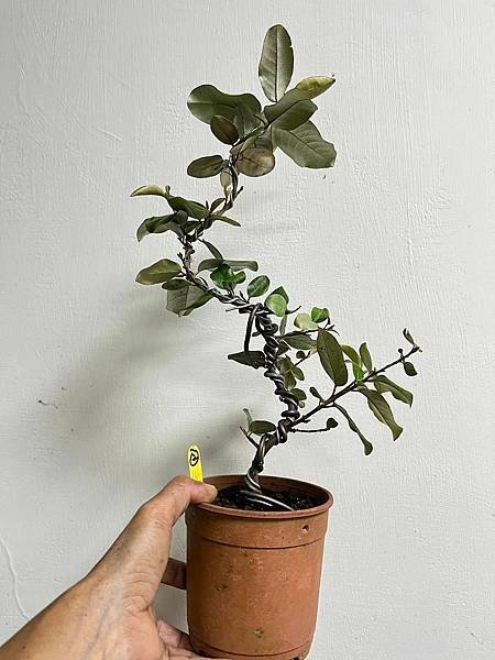 寒茱萸