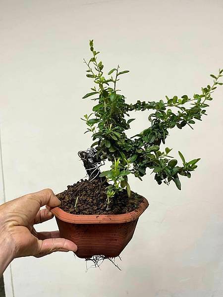 黃果狀元紅(1)