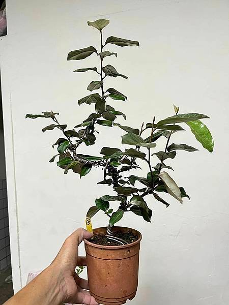 寒茱萸
