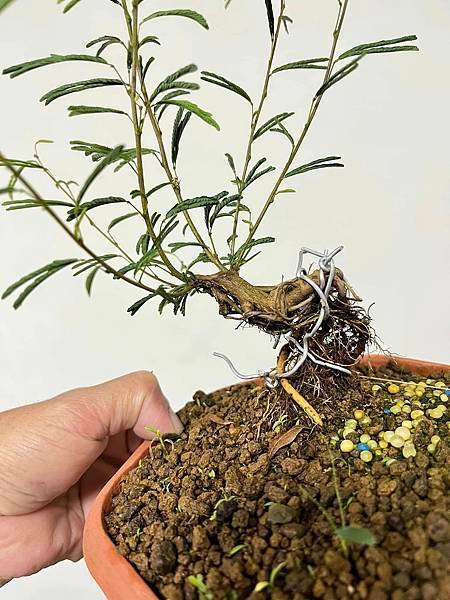 香水粉撲(雙色香水合歡)