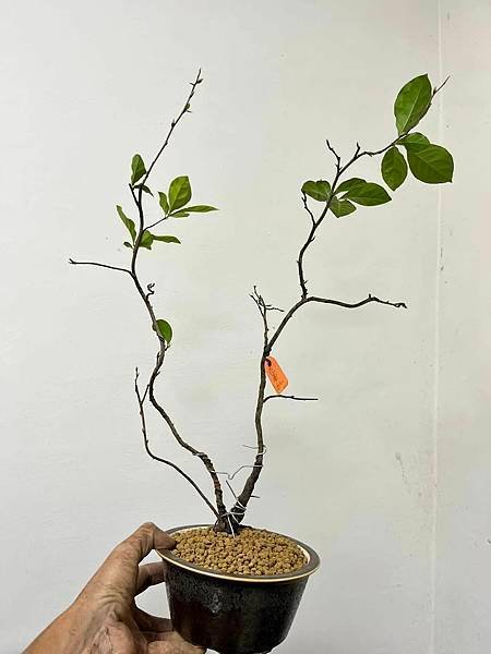 老鴉柿~花香紅