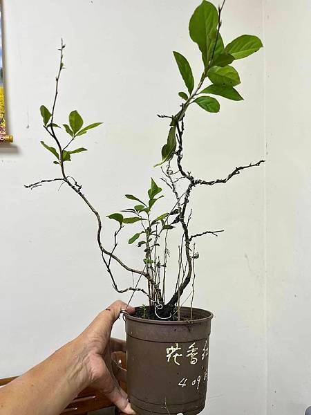 老鴉柿~花香紅