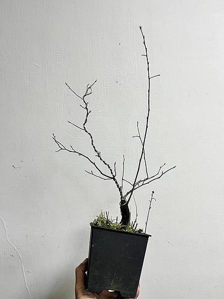 老鴉柿~福平