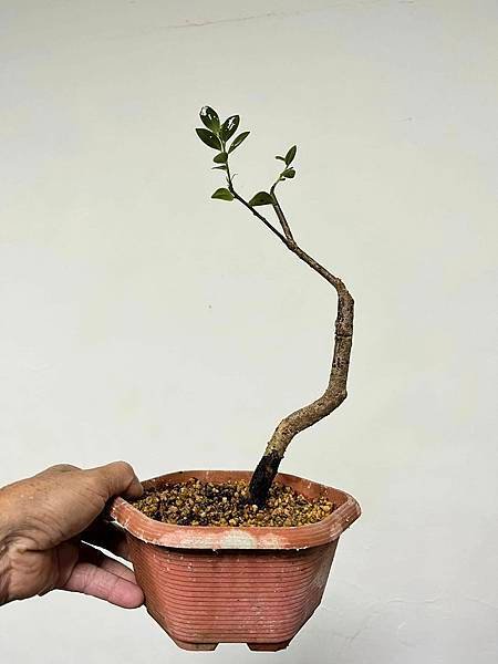 大葉越橘(萊特氏越橘)