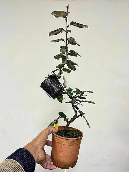 寒茱萸