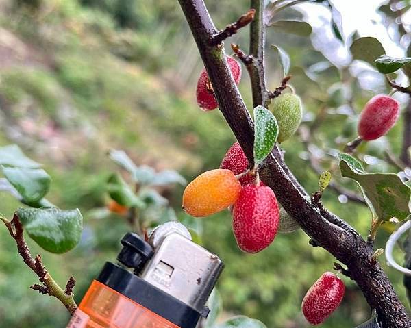小葉寒茱萸(苗1)