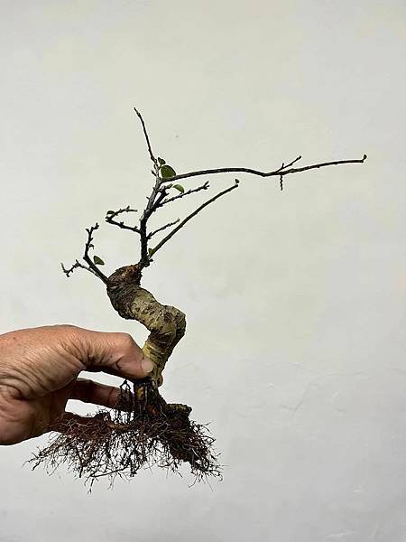 日本紅紫檀